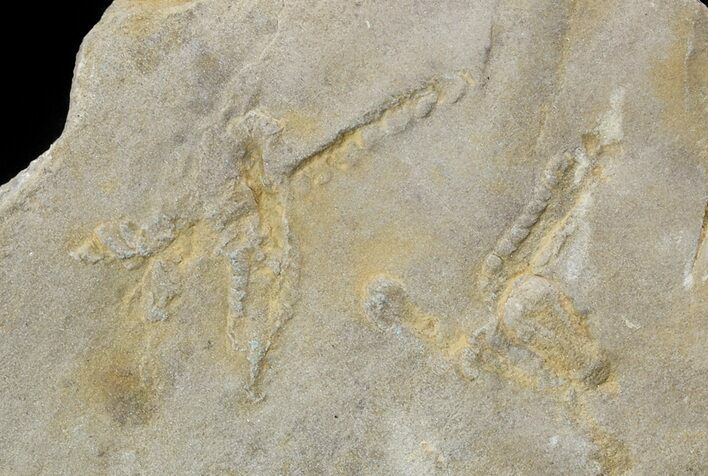 Cruziana (Fossil Trilobite Trackway) - Morocco #49201